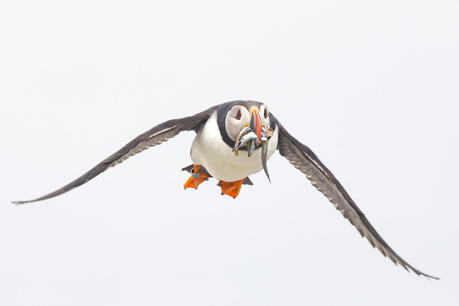 Atlantic Puffin Atlantic Puffin
