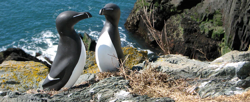 Razorbill Main Page Photo Razorbill Main Page Photo