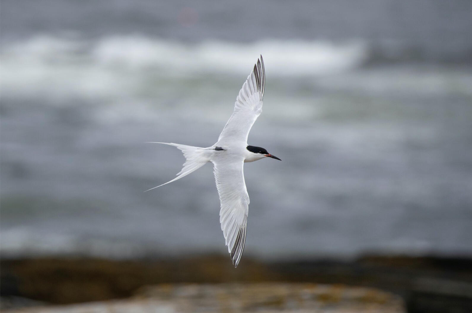 Roseate Tern by Alfonso Rodriguez