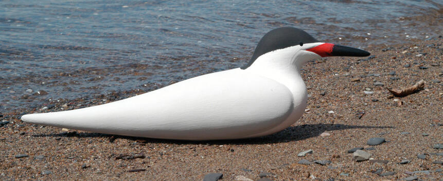 Roseate Tern Main Page Photo