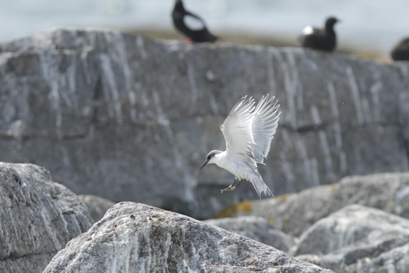 Egg Rock Island Roseate Tern fledgling