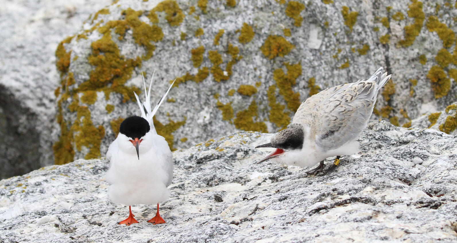 A Roseate Tern fledgling is looking to its parent for more dinner