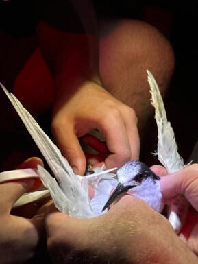 Roseate Tern being fitted with GPS tag