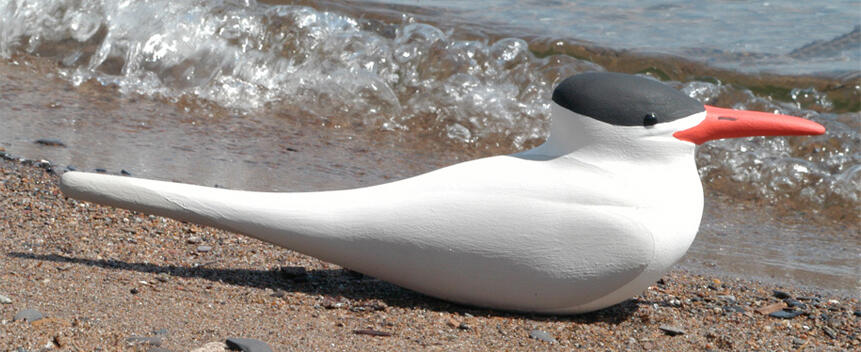 Royal Tern Main Page Photo Royal Tern Main Page Photo