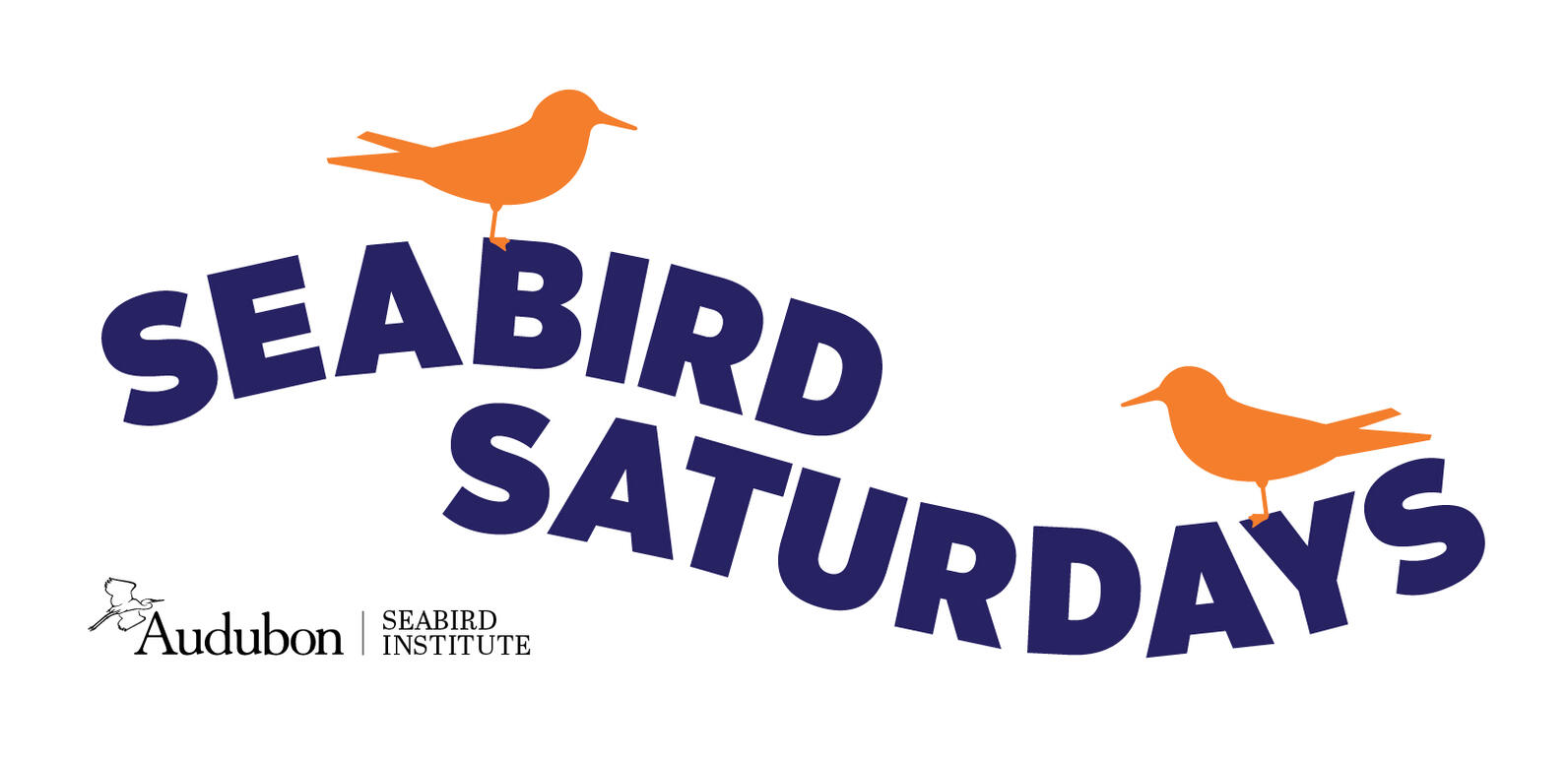 Seabird Saturdays Seabird Saturdays