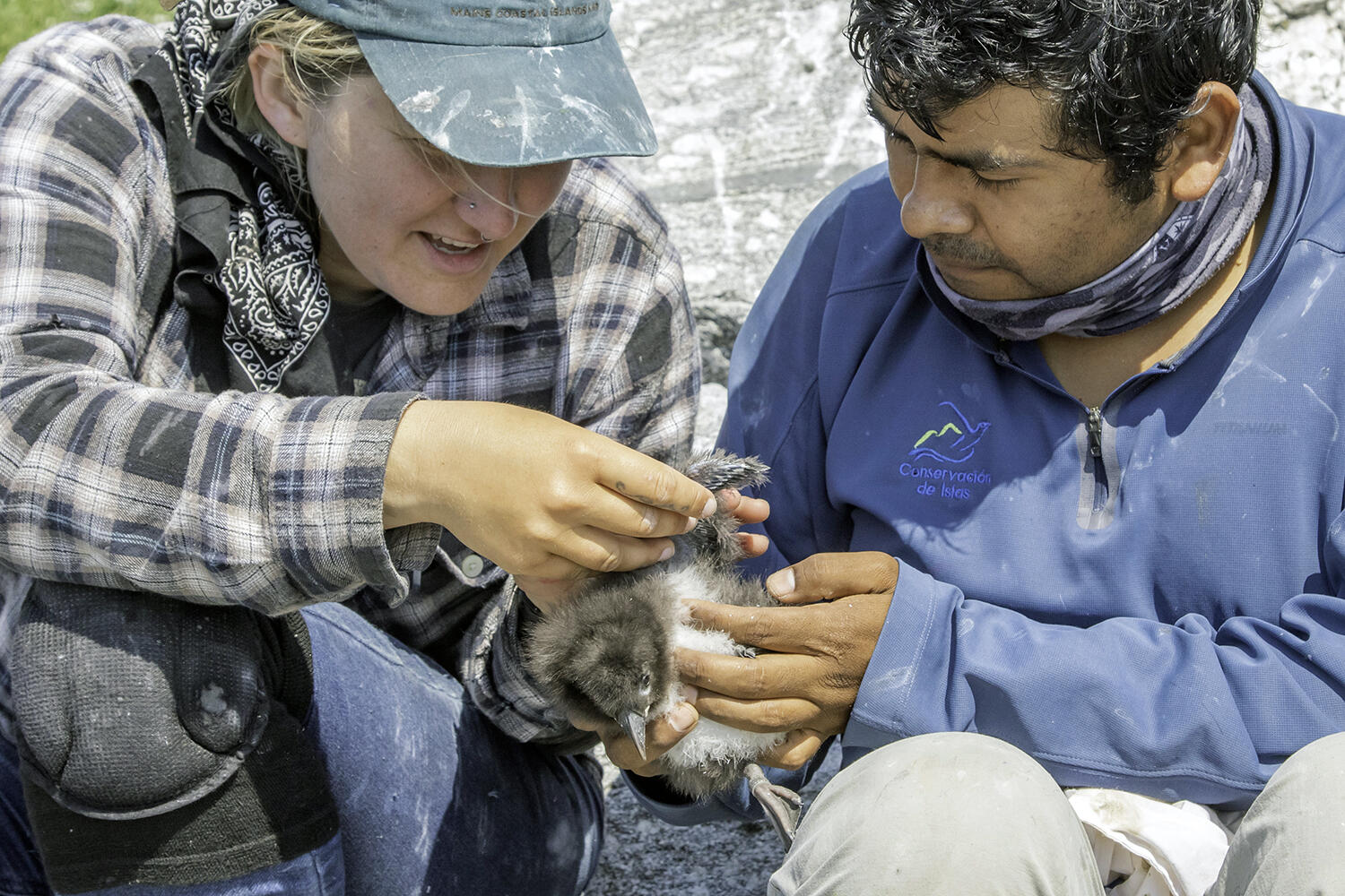 Seabird Check