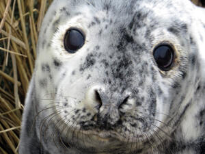 Gray Seal Pup by Sue Schubel