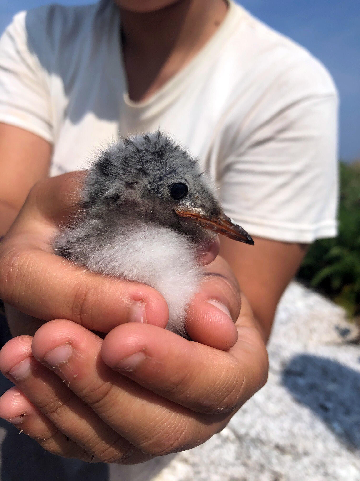 Seabird Island News - Vol. 10 - 30 July 2021 | Audubon Seabird Institute