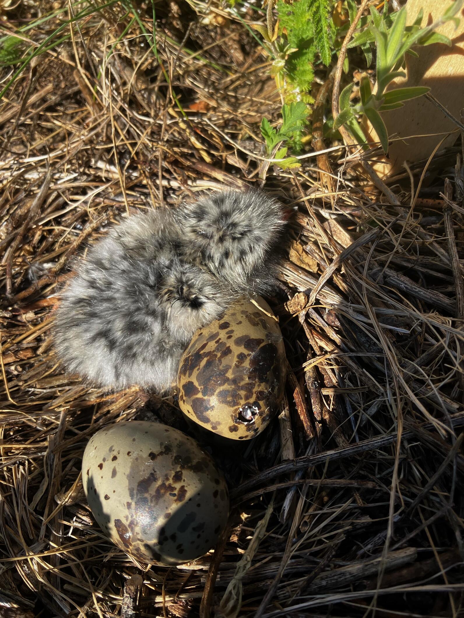 Arctic Tern chick nestles up against its sibling's egg