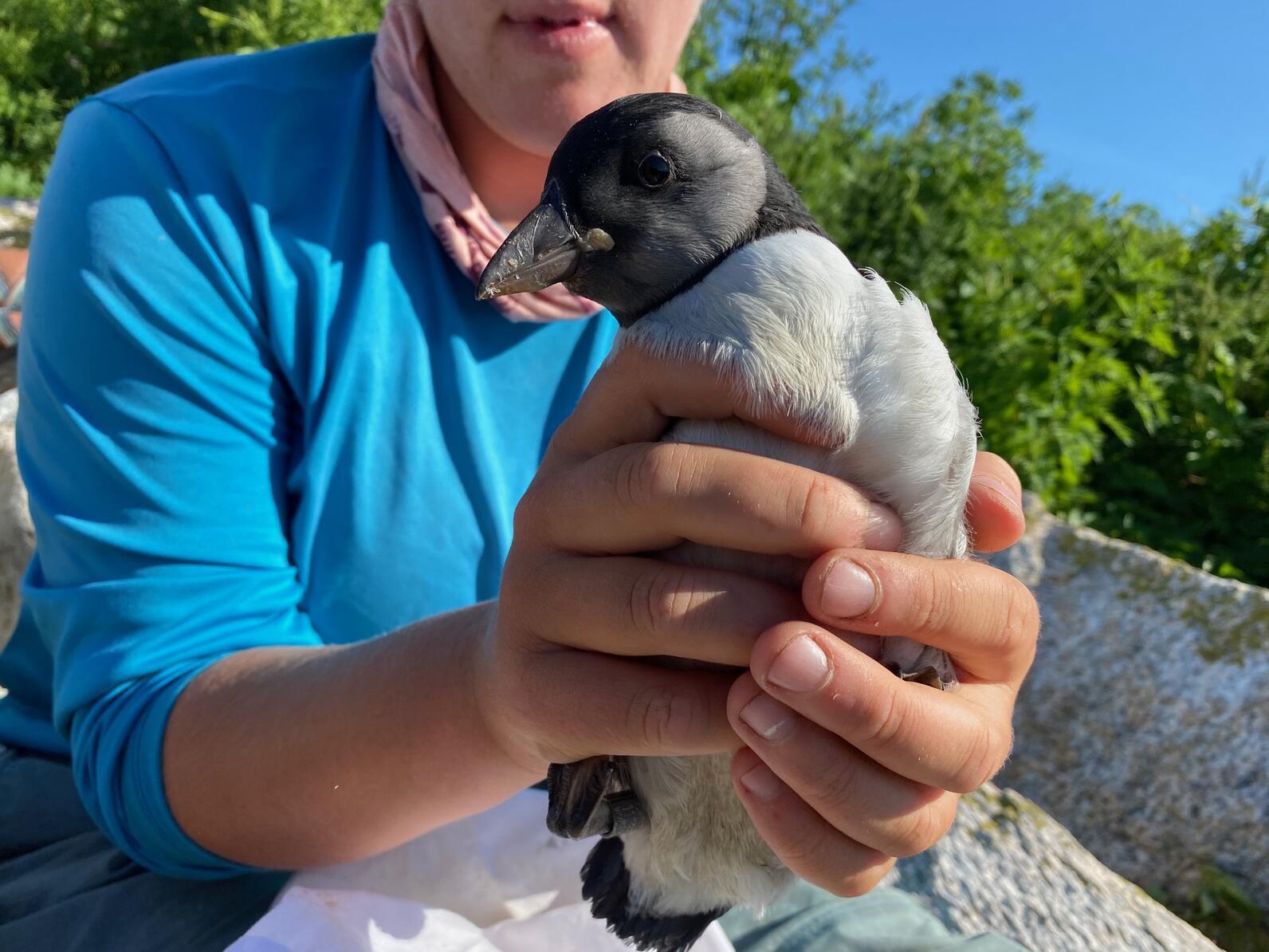 Cutest Puffin Chick Ever