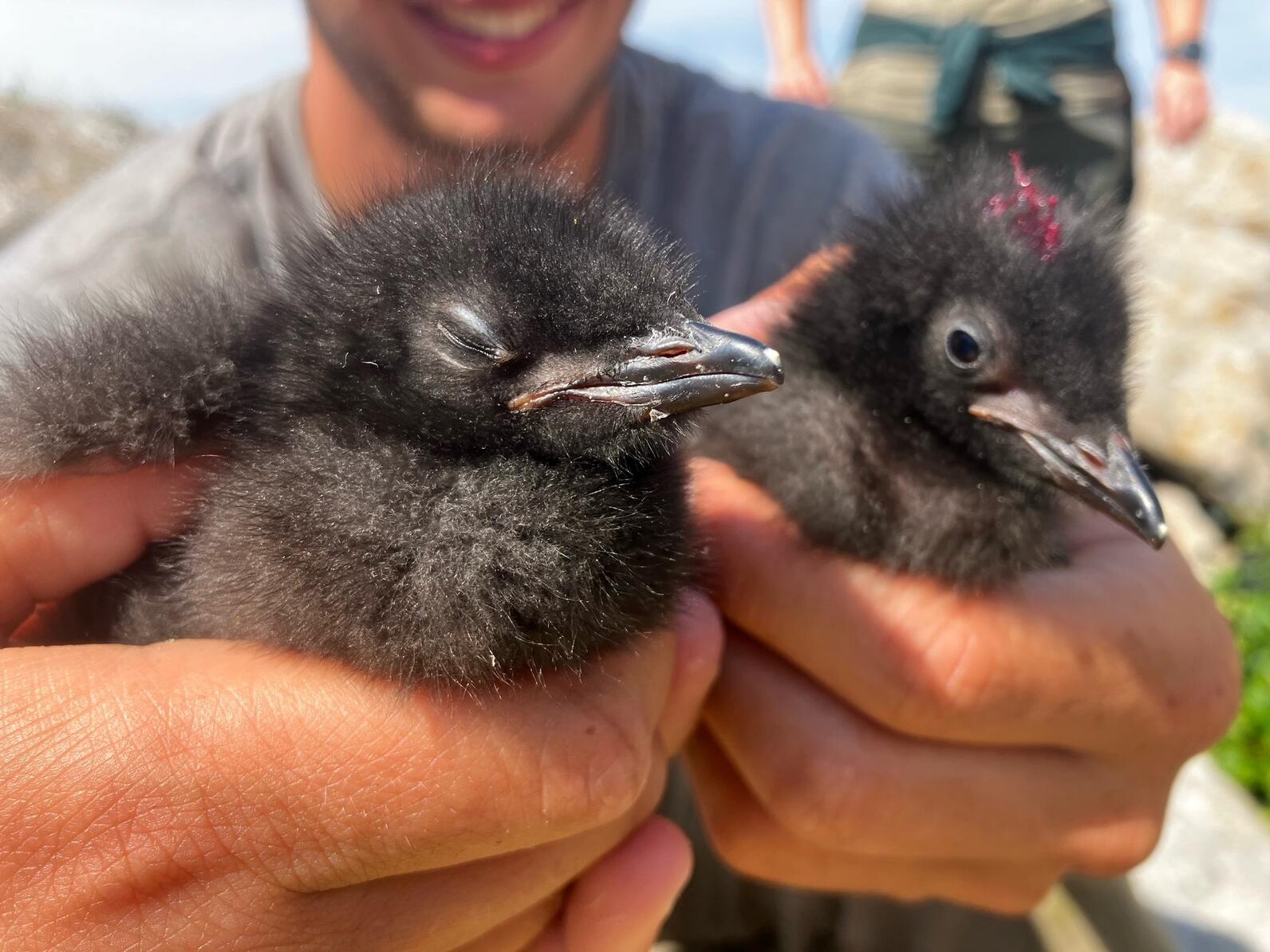 Pufflings squinting in the sun