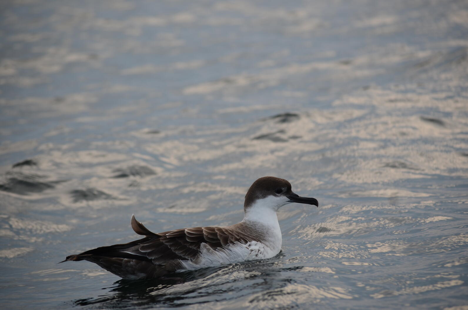 Seabird Island News -Vol. 8 - 14 July 2023 | Audubon Seabird Institute