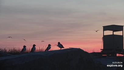Seal Island Sunset with Atlantic Puffin Silhouettes Seal Island Sunset with Atlantic Puffin Silhouettes