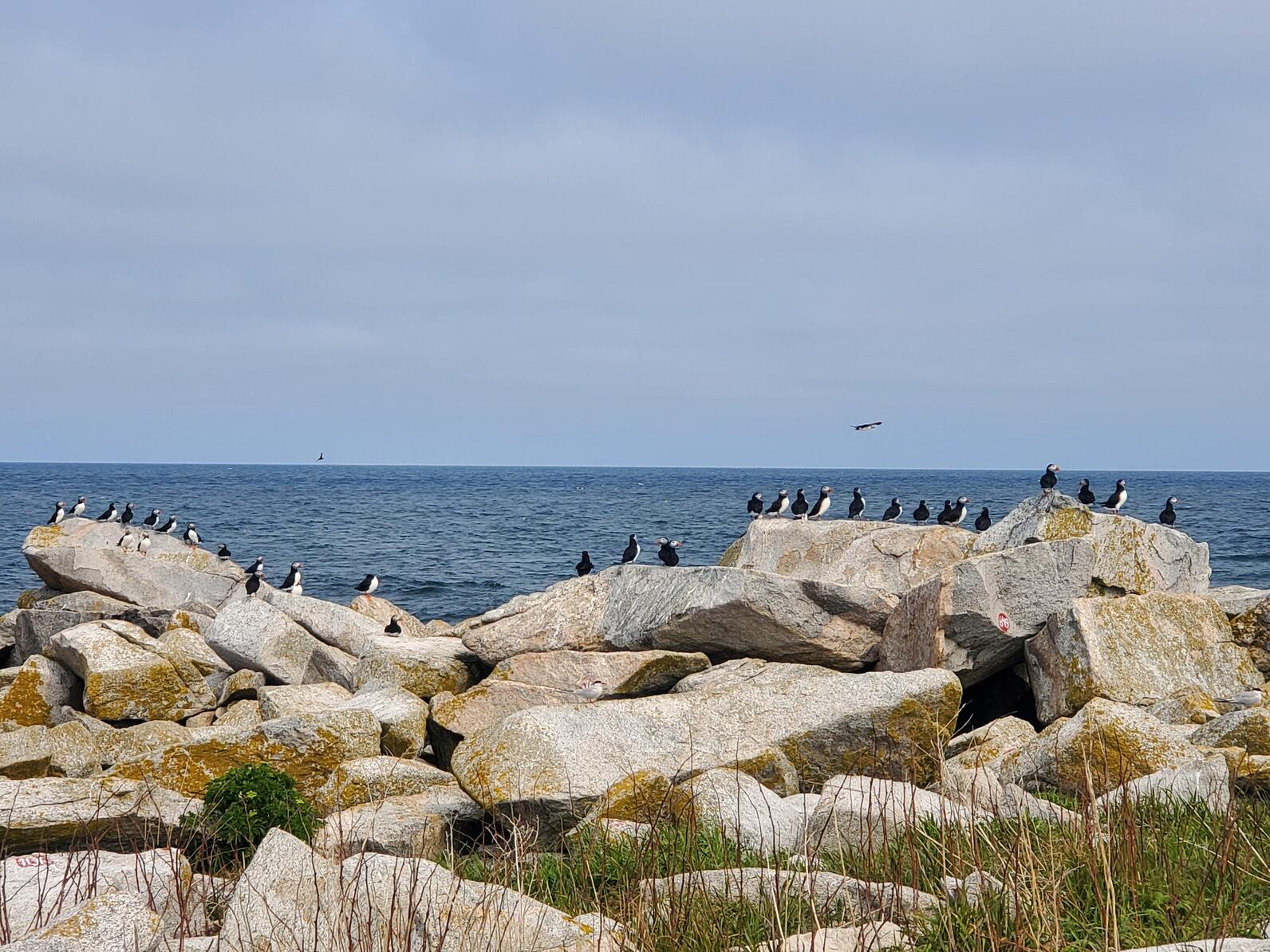 Puffins standing on granite boulders