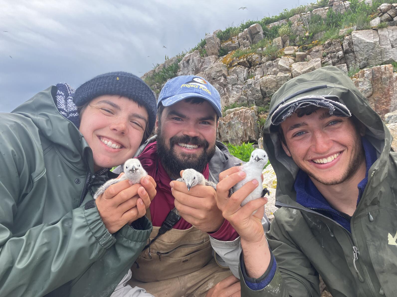 Seal Island research staff with Razorbill chicks