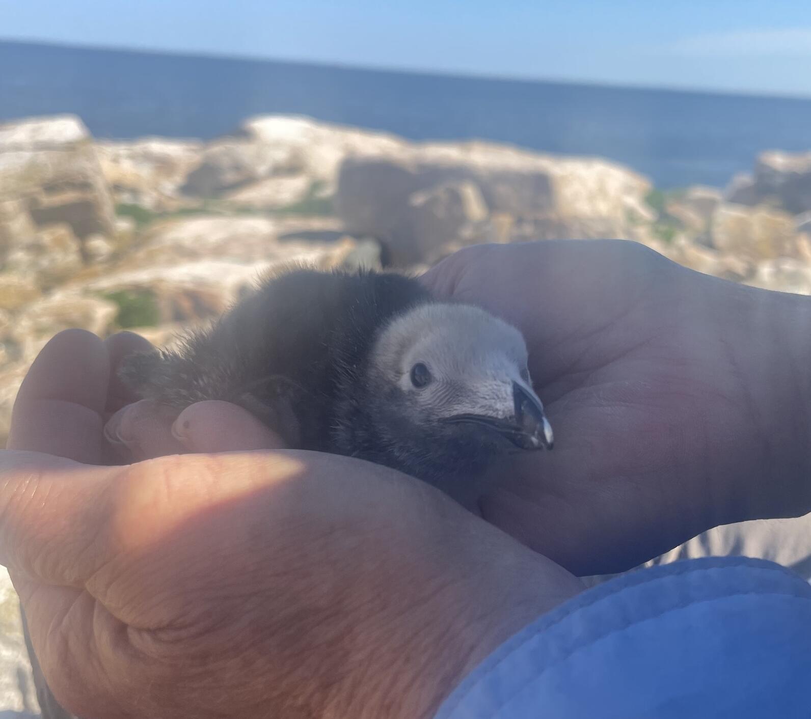 Razorbill chick grubbed on Seal Island NWR Razorbill chick grubbed on Seal Island NWR