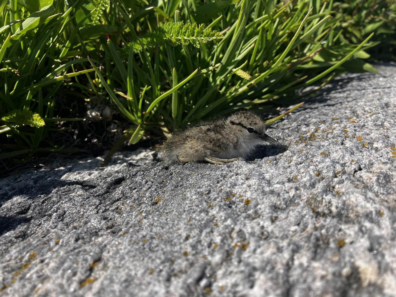 Seal Island NWR Spotted Sandpiper chick blends in with rocks