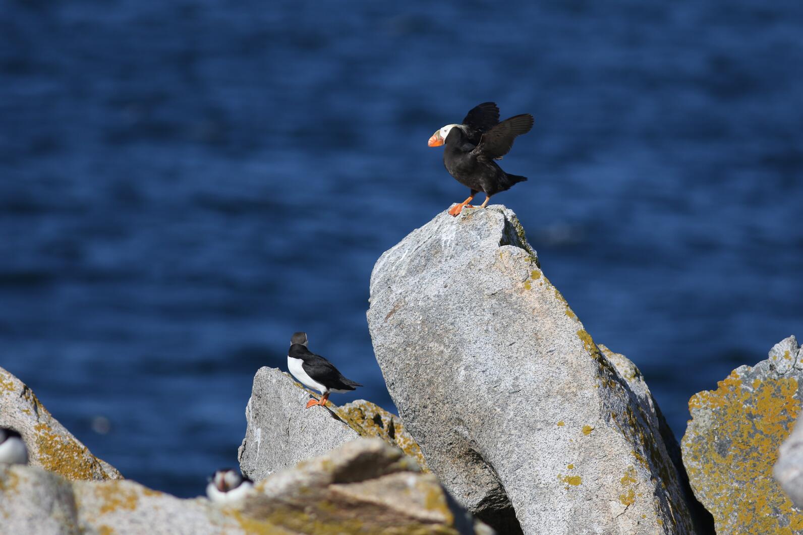 Seal Island Tufted Puffin - a rarity