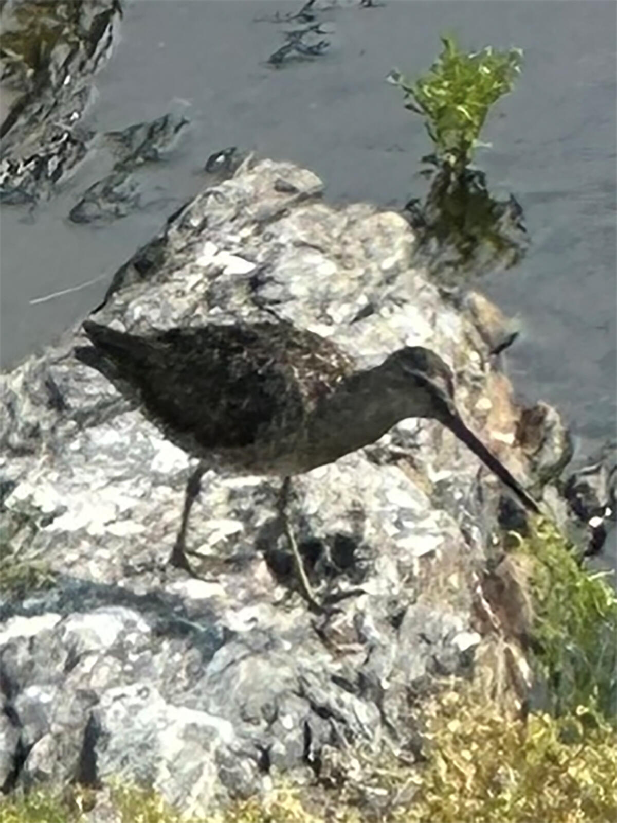 Outer Green Island Short-billed Dowitcher Outer Green Island Short-billed Dowitcher