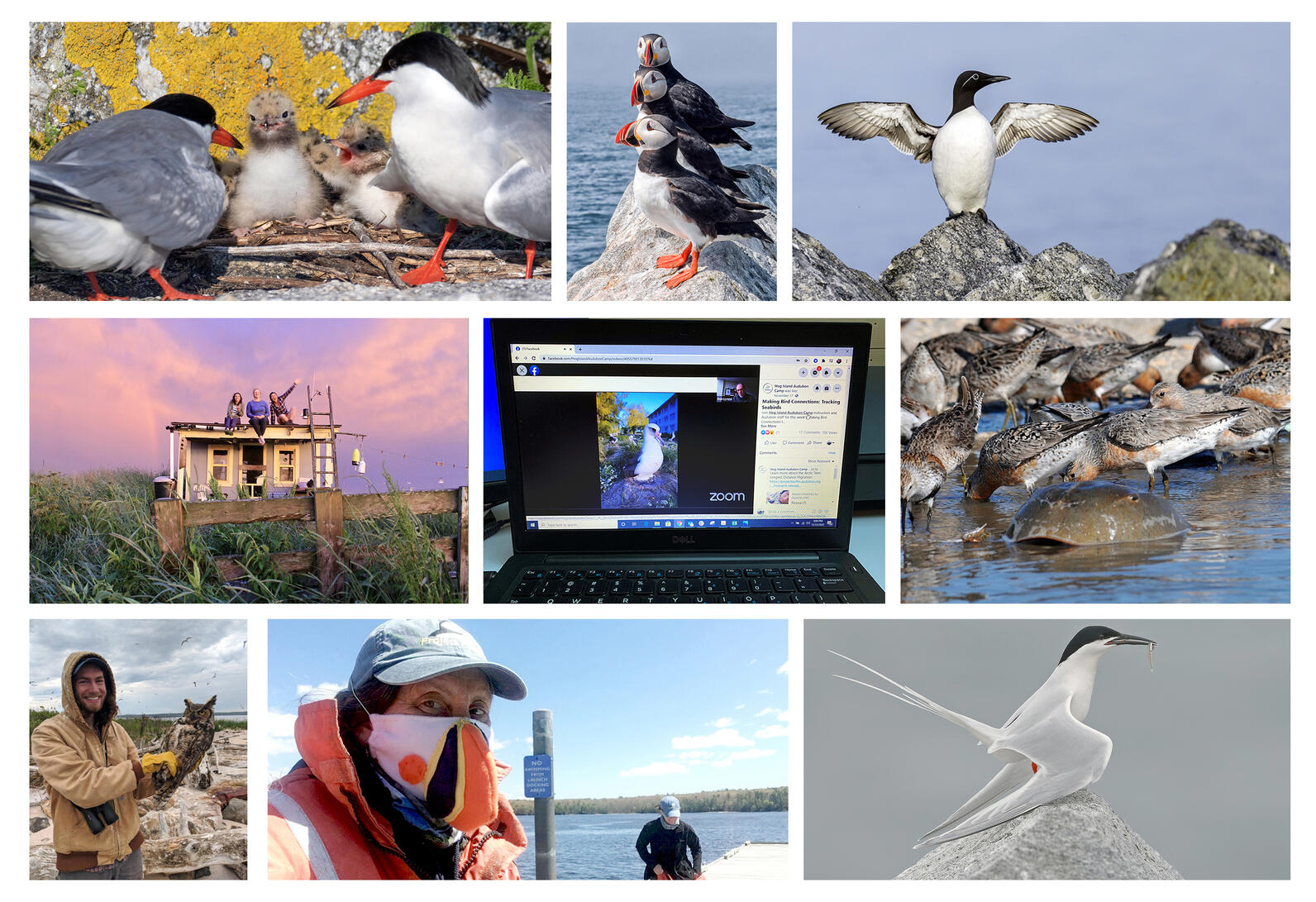 Seabird Institute--Year End Collage--2020