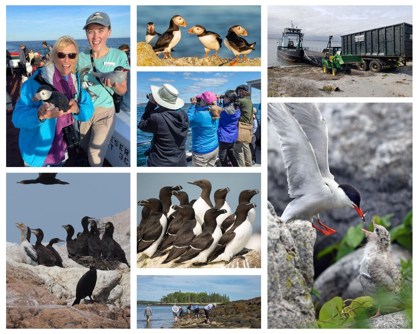Seabird Institute Year-End Wrap-Up Collage 2021