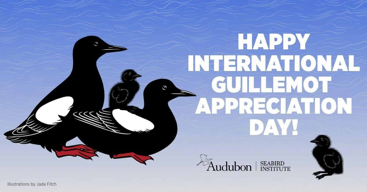 International Guillemot Appreciation Day Ad International Guillemot Appreciation Day Ad