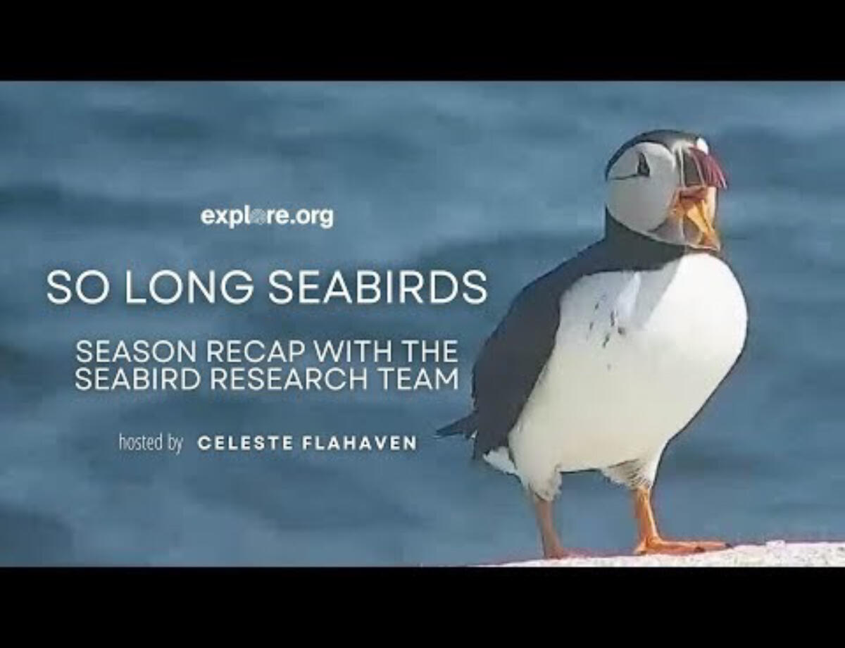 So Long Seabirds with Celeste Flahaven Preview