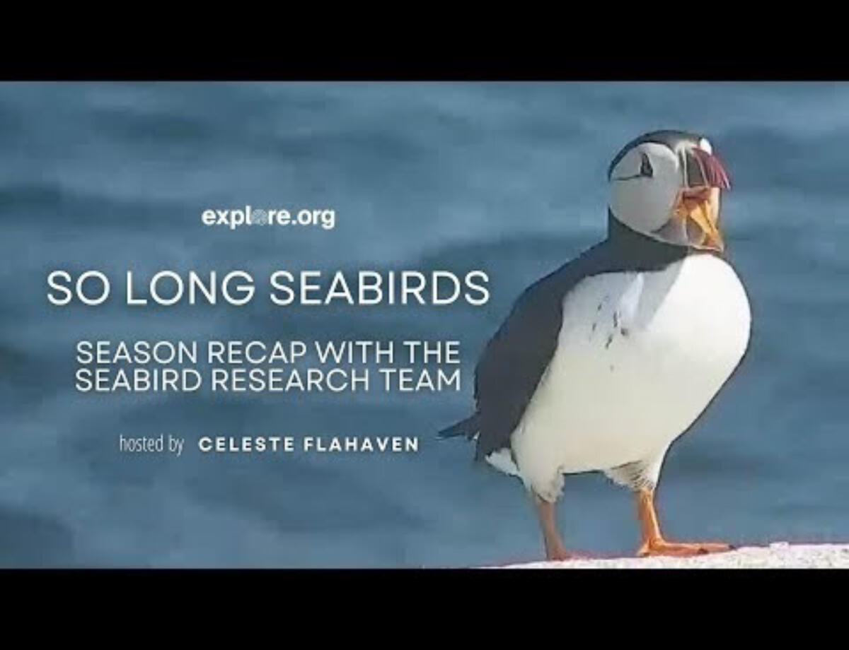 So Long Seabirds Preview So Long Seabirds with Celeste Flahaven Preview
