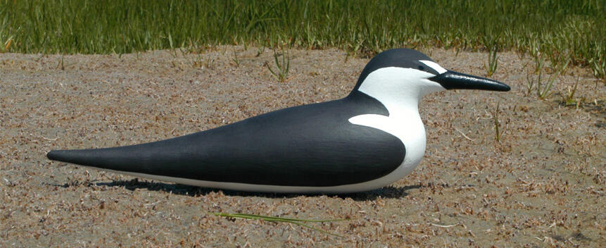 Sooty Tern Main Page Photo