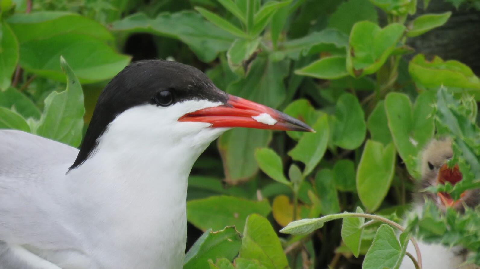 Stratton Island Common Tern with Mystery Meal Stratton Island Common Tern with Mystery Meal