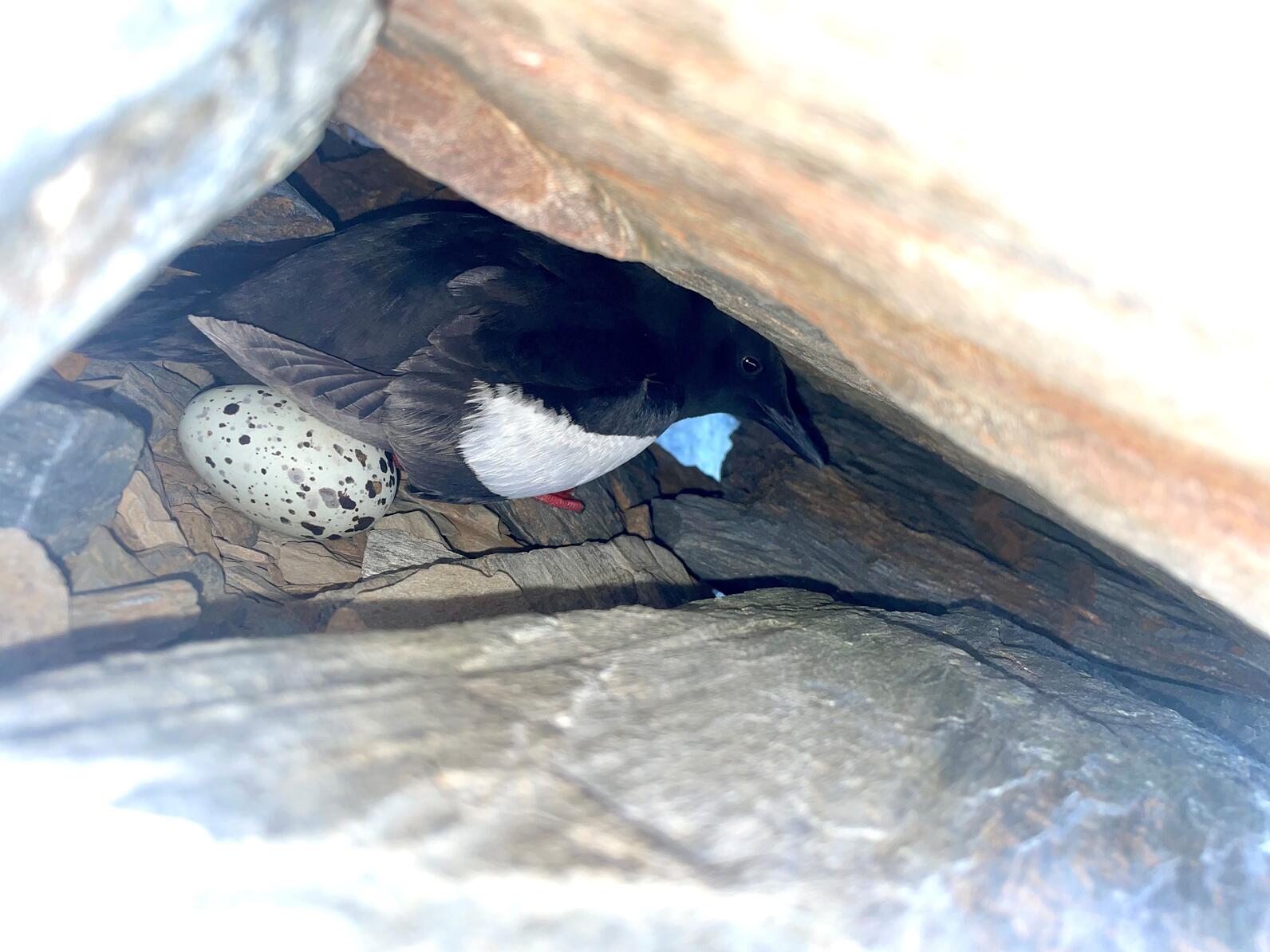 A Stratton Island Black Guillemot looks out of its burrow