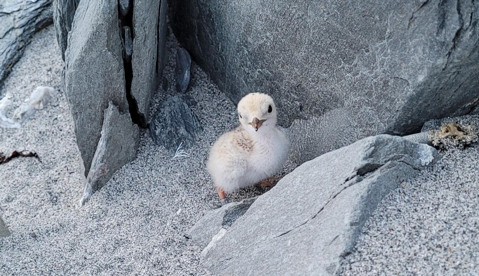 Stratton Island Least Tern Chick Stratton Island Least Tern Chick
