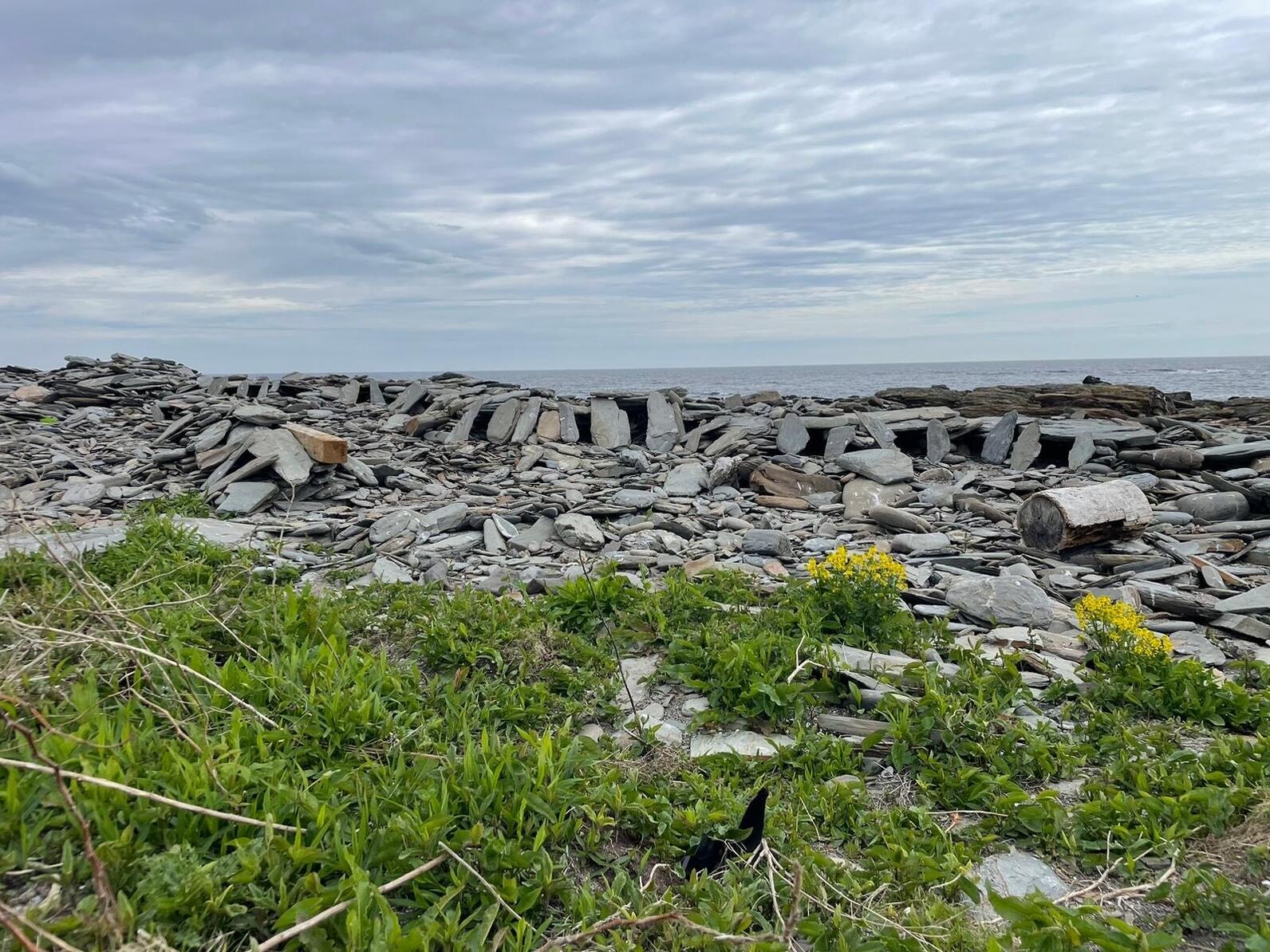 Roseate Tern "Rosie-Town" habitat on Stratton Island