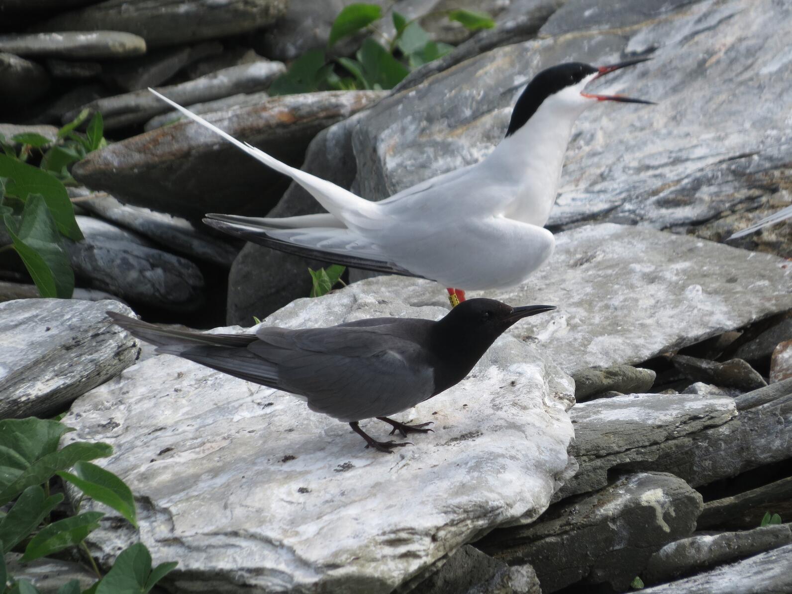 Black Tern courting a Roseate Tern Black Tern courting a Roseate Tern