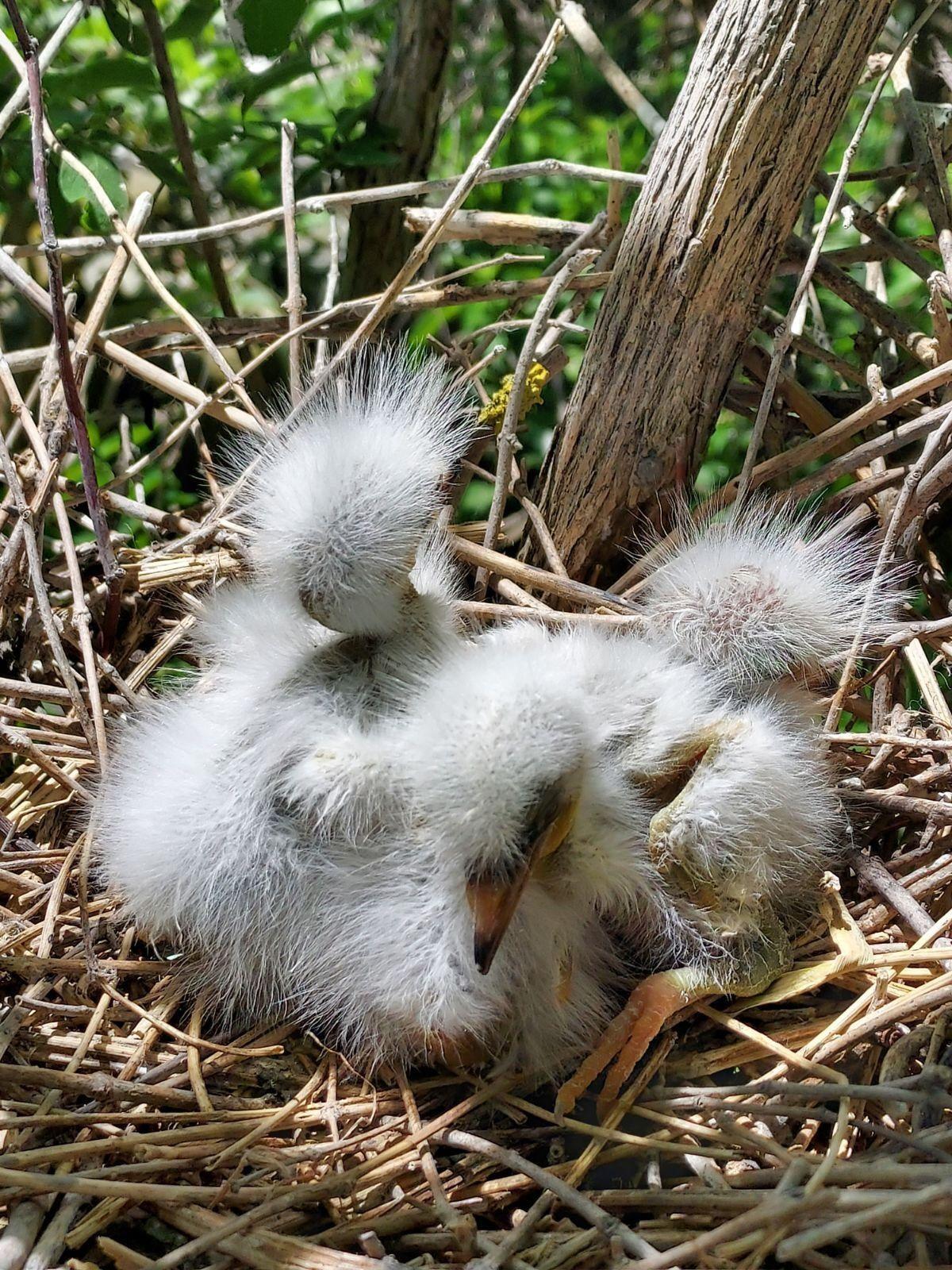 Stratton Island Egret Chicks