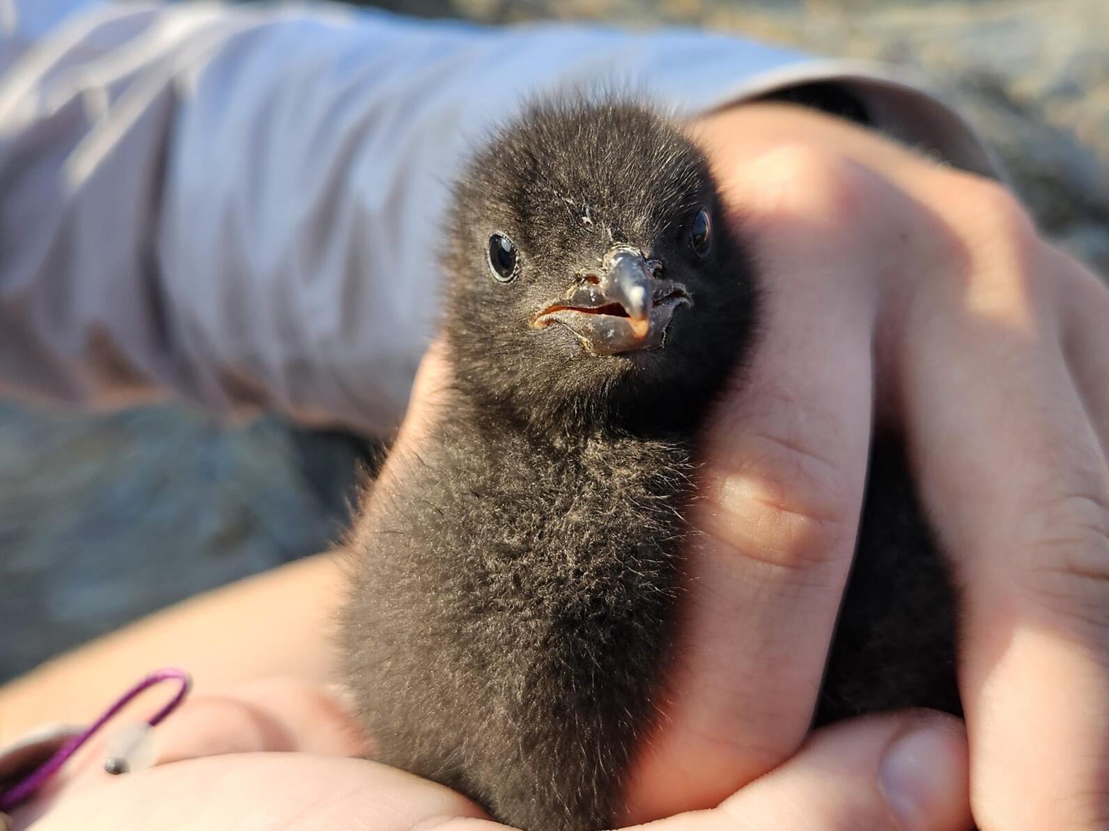 One of Stratton Island's three, healthy Black Guillemot chicks.