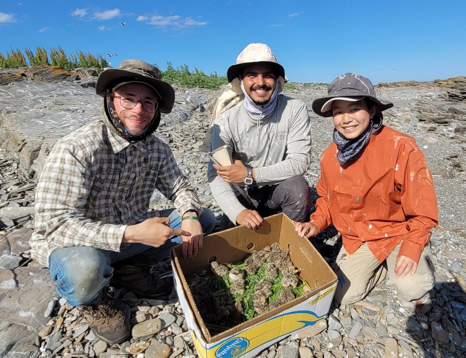 Stratton Island Crew with "Tern Nuggets"