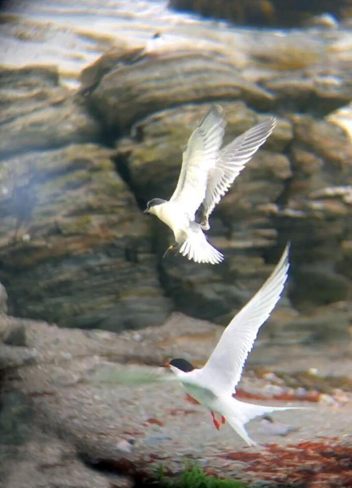The first flight of a young Roseate Tern was spotted on Stratton Island