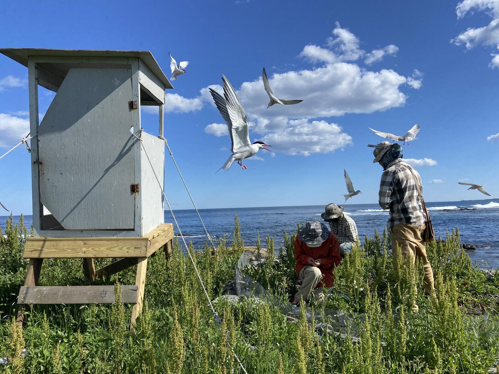 Stratton Island Productivity Work