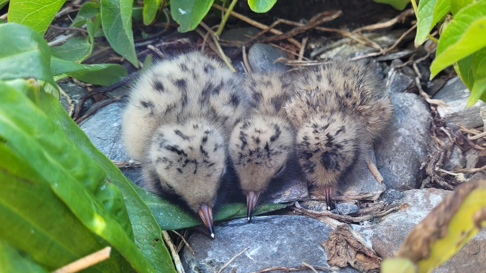 Stratton Common Tern chicks