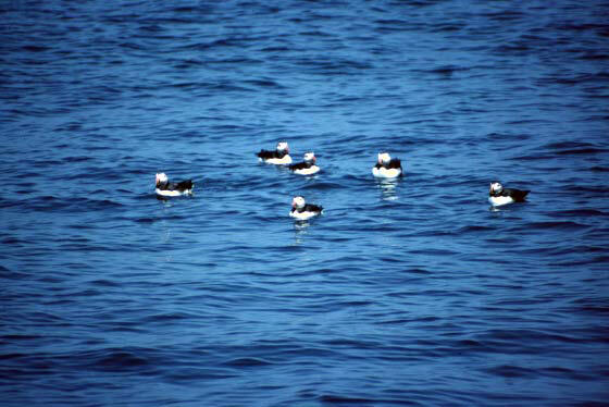 Swimming Puffins