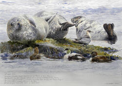 Tim Wootton Art - Seals