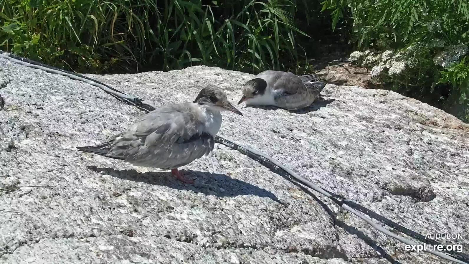 Awkward Teen Terns