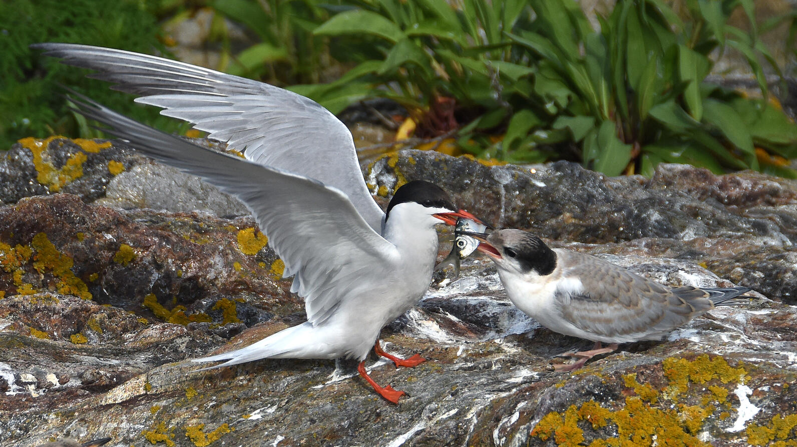 Common Tern delivering Atlantic Herring to its chick