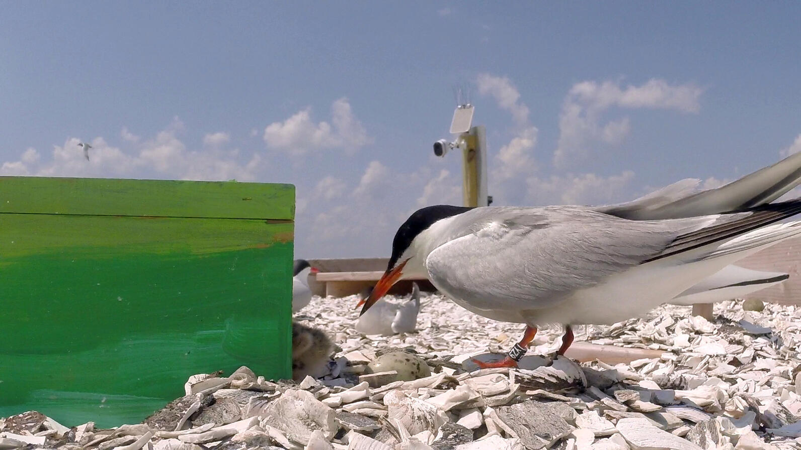 A Common Tern tends to its chick on rafts that were built to restore nesting habitat in Maryland’s coastal bays.