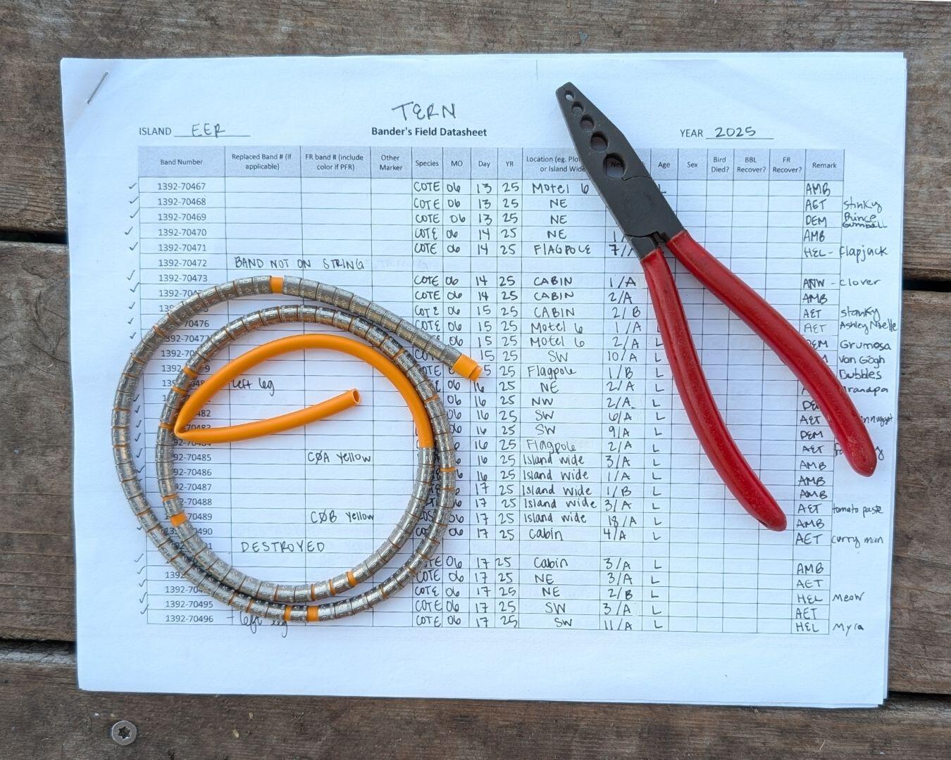 Datasheet with Common Tern bands and a pair of banding pliers Datasheet with Common Tern bands and a pair of banding pliers