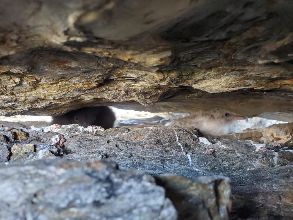 Tern Chick in a Black Guillemot Burrow on Outer Green Island Tern Chick in a Black Guillemot Burrow on Outer Green Island