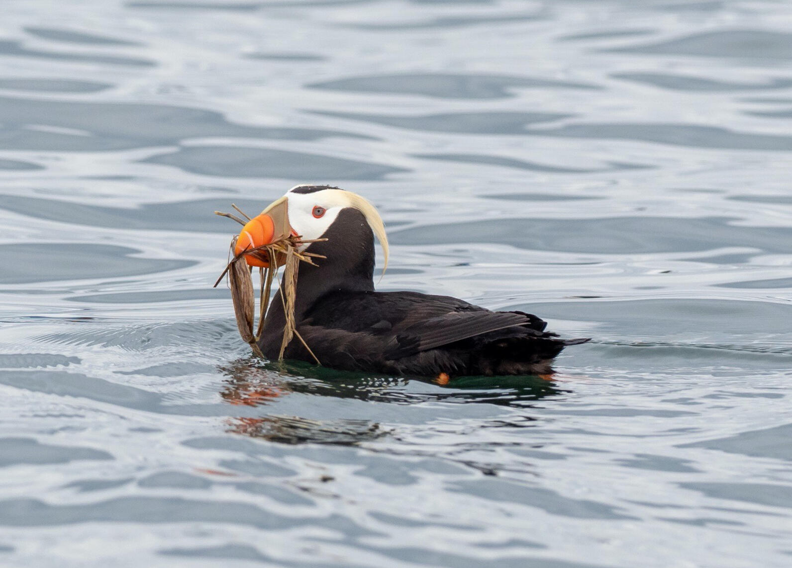 Tufted Puffin by Karl Stoltzfus