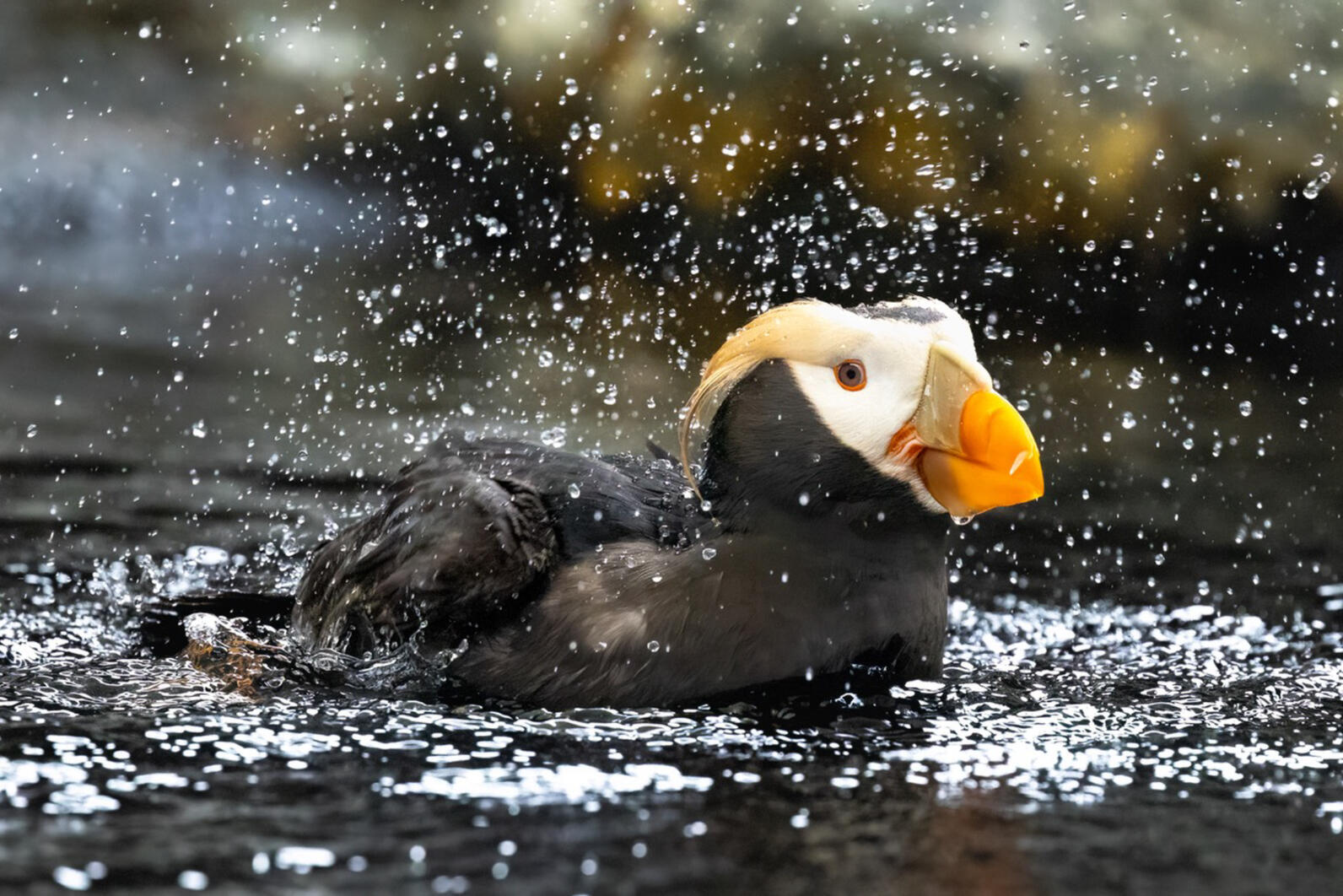 A Tufted Puffin in the Pacific Northwest A Tufted Puffin in the Pacific Northwest