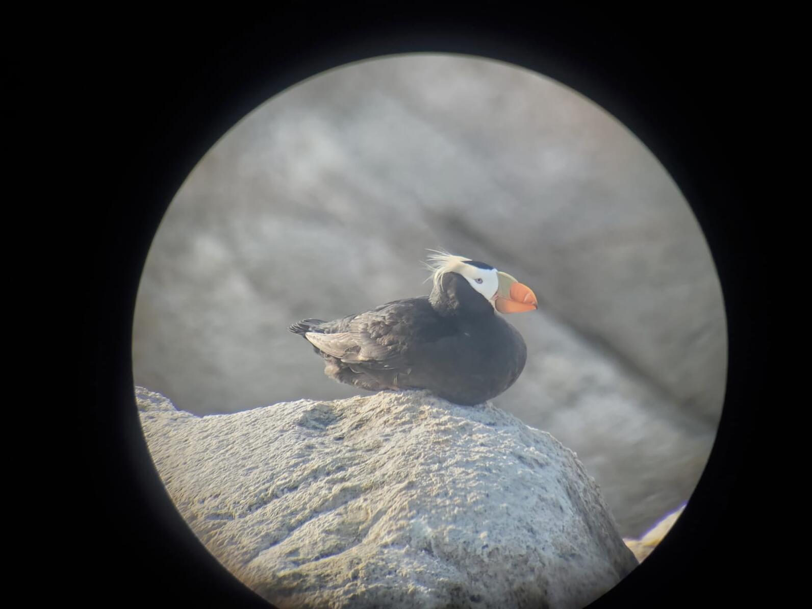 Tufted Puffin Returns to Matinicus Rock for Third Season